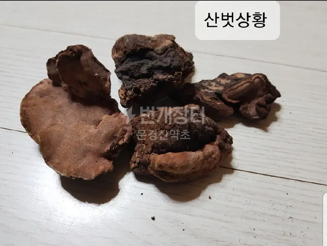 야생 산벗 상황버섯